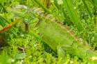 Florida-Wakodahatchee Wetlands Green iguana close-up Art Print